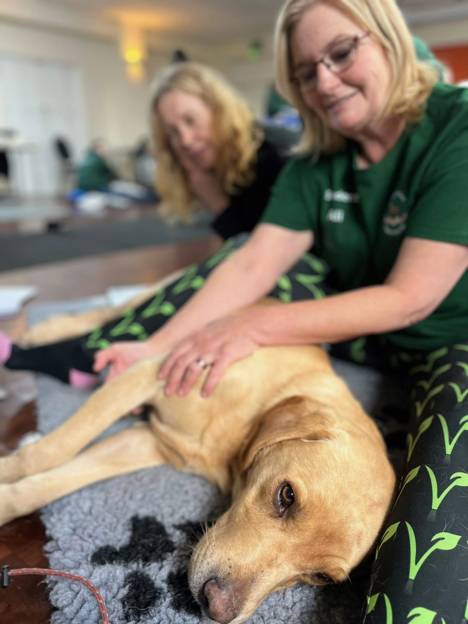 Ali practising clinical canine massage on a relaxed golden Labrador during professional training