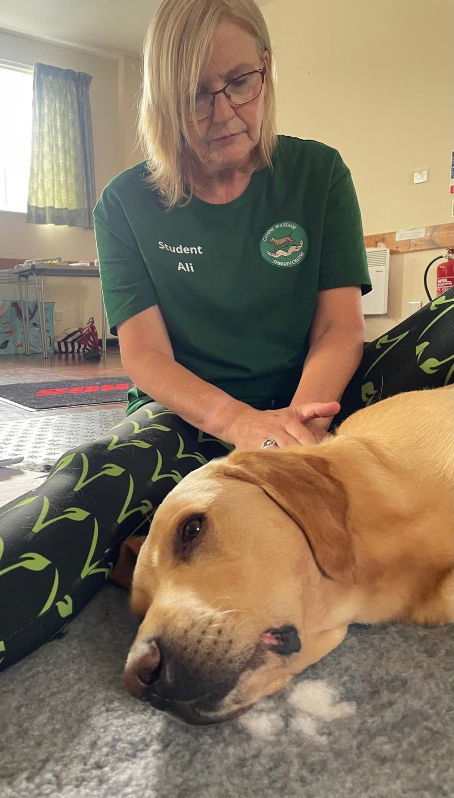 Ali providing a clinical canine massage session to a relaxed Labrador