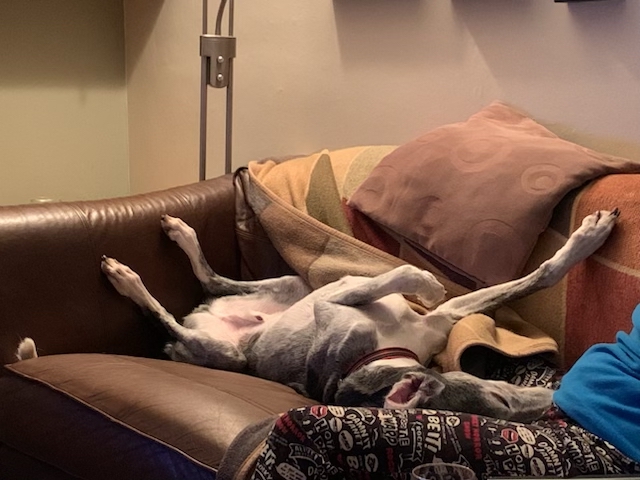 Banjo the Lurcher relaxed on the sofa after treatment